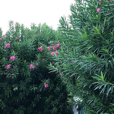 Proche Plages Juan Les Pins Petit Dans *